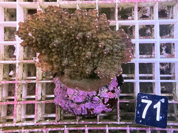 Acropora solitaryensis (71)