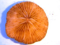 Fungia spec. - Pilzkoralle orange Fungia spec. - Pilzkoralle orange