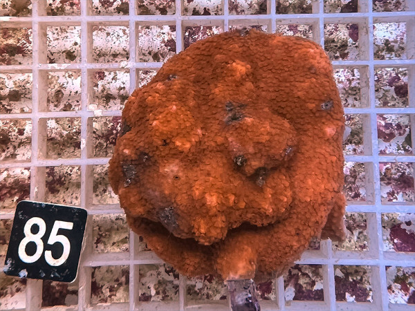 Montipora danae (85)