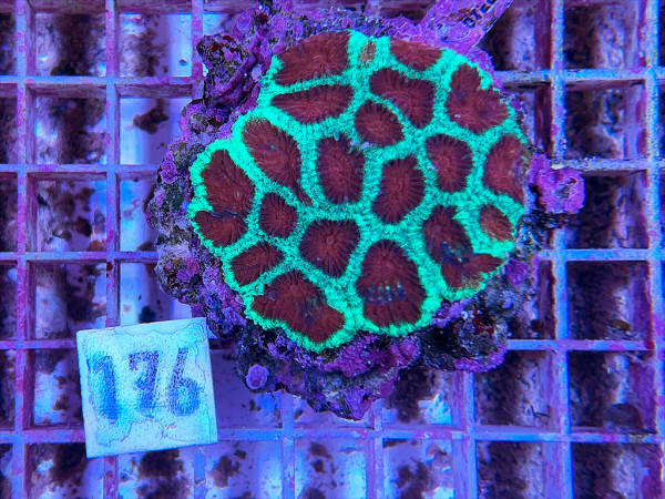 Favia spec. (176)