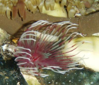 Bispira guinensis - kleine rot-weiße Röhrenwürmer Bispira guinensis - kleine rot-weiße Röhrenwürmer