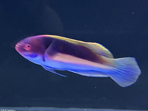 Cirrhilabrus luteovittatus - Gelbstreifen-Zwerglippfisch, Männchen