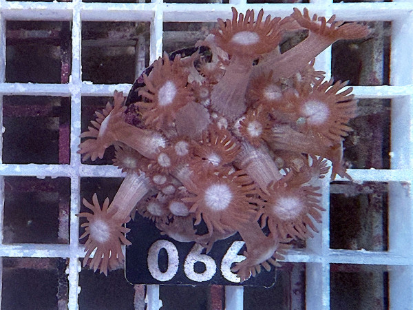Goniopora spec. purple frag (066)