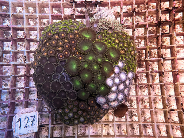 Zoanthus spec. - Zoa Garden Krustenanemonen mix (127)