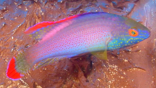 Cirrhilabrus rubrimarginatus - Rotrand-Lippfisch, Männchen