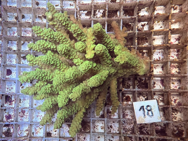 Acropora spec. (18)