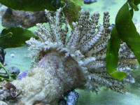 Studeriotes spec. - Weihnachtsbaum Studeriotes spec. - Weihnachtsbaum