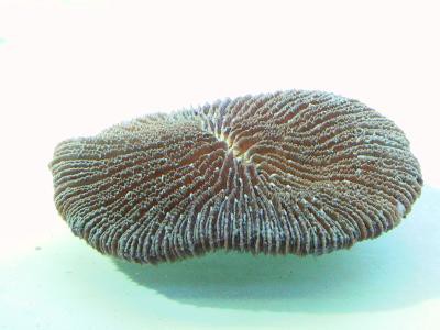 Fungia spec. - Pilzkoralle (E 00652/18)