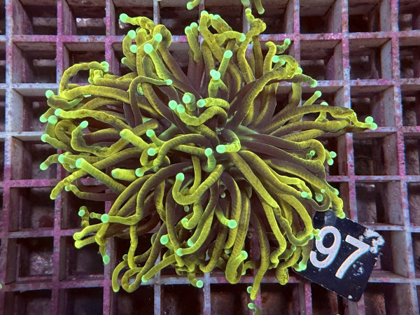 Euphyllia glabrescens GoldenTorch Doppelpolyp (97)