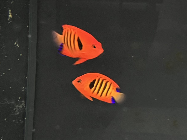 Centropyge loriculus - Feuer-Zwergkaiser Paar