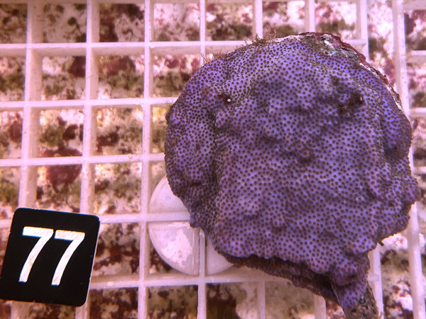 Montipora danae (77)