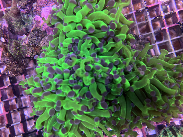 Euphyllia paradivisa - Froschlaich-Koralle bicolor Einzelpolyp