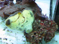 Polycarpa aurata - Gold-Seescheide Polycarpa aurata - Gold-Seescheide