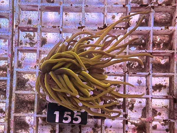 Euphyllia glabrescens - Golden Torch Einzelpolyp (155)