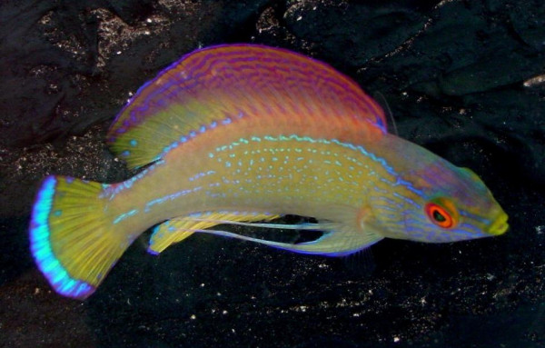 Cirrhilabrus pylei - Blaurand-Zwerglippfisch, Männchen