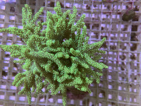 Sinularia flexibilis - Spagettikoralle neon grün Sinularia flexibilis - Spagettikoralle neon grün