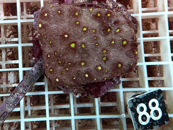 Echinopora spec. - rot (88)