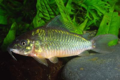 Brochis splendens - Smaragdpanzerwels