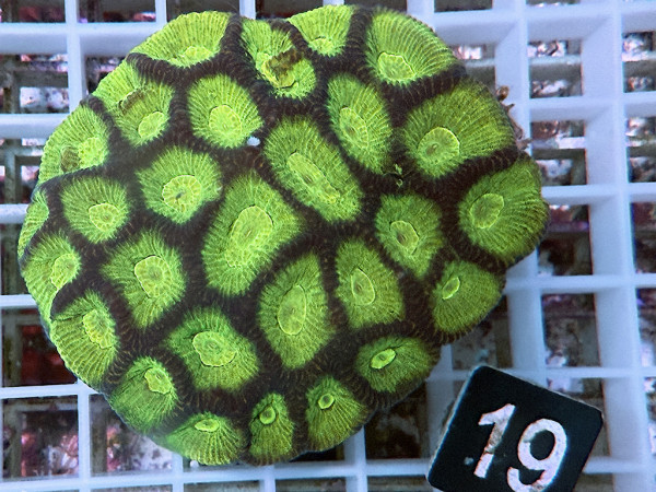 Goniastrea spec.- ultra (19)