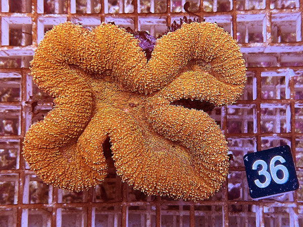 Lobophyllia spec. ultra (36)
