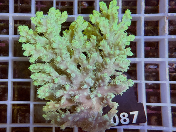 Acropora sp. ultra (087)