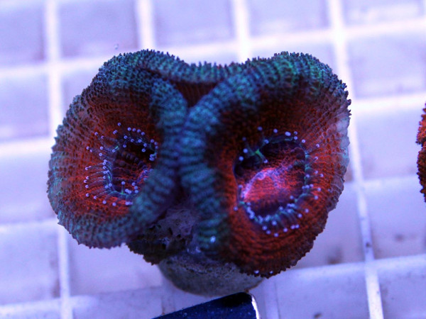 Acanthastrea spec. Frag (16)