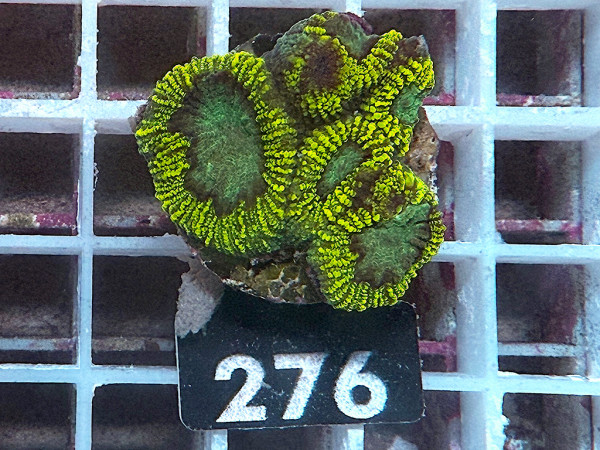 Favia spec.- ultra (276)