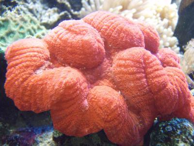 Lobophyllia spec. - Hirnkoralle, ultra (E 01149/18)