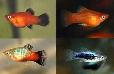 Xiphophorus maculatus - Platy Mix