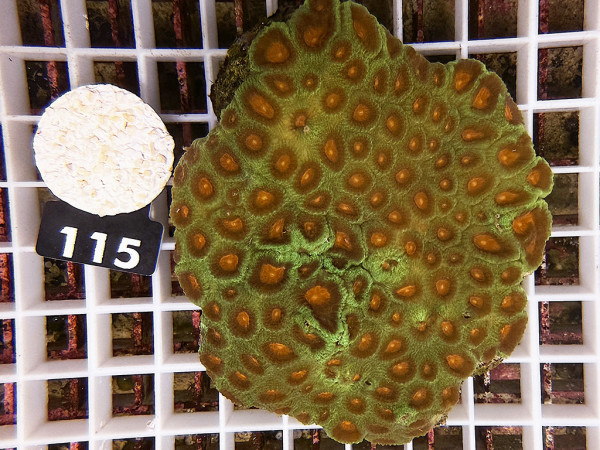 Favia spec.- ultra (115)