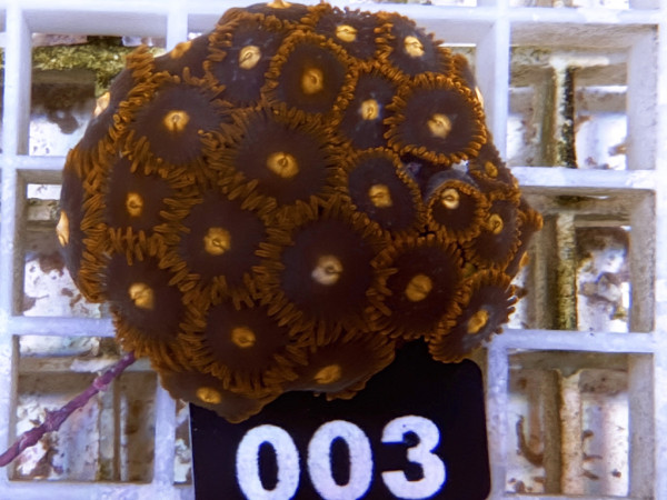 Zoanthus spec. - Krustenanemonen Frag (003)
