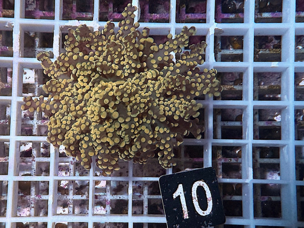 Euphyllia yaeyamaensis gold Einzelpolyp (10)
