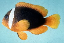 Amphiprion rubrocinctus - Australischer Anemonenfisch