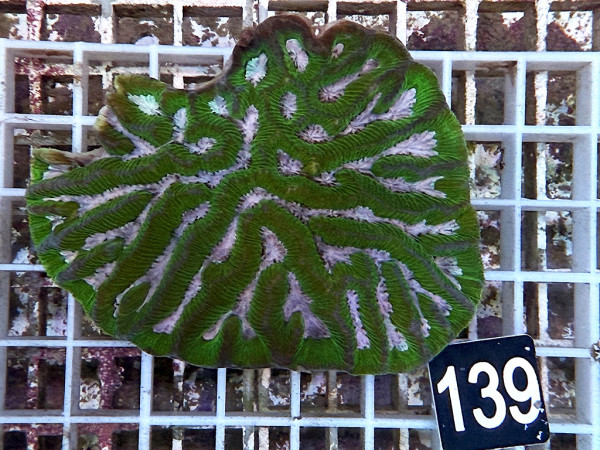 Platygyra spec. (139)