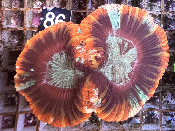 Trachyphyllia geoffroyi multicolor (86)