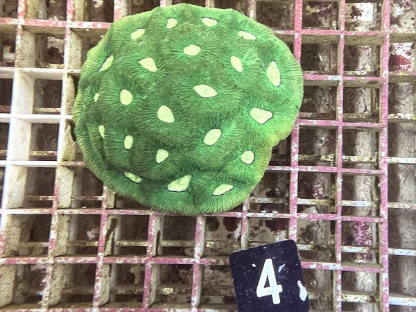 Favia spec. (4)