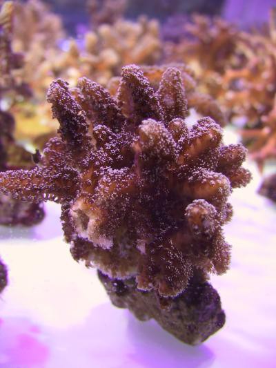 Seriatopora caliendrum - Buschkoralle (E 01193/17)