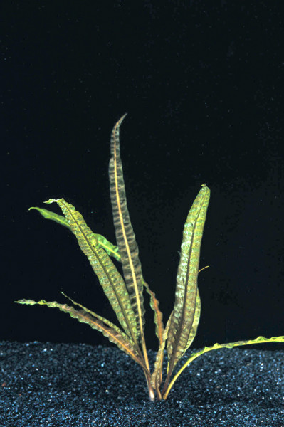 Cryptocoryne balansea - Pflanzen im Topf