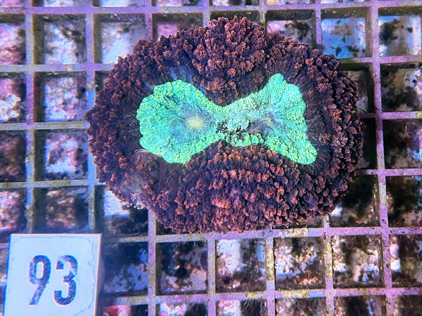 Lobophyllia spec. - Hirnkoralle ultra (93)