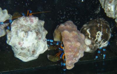 Calcinus elegans - blauschwarzer Eindsiedlerkrebs