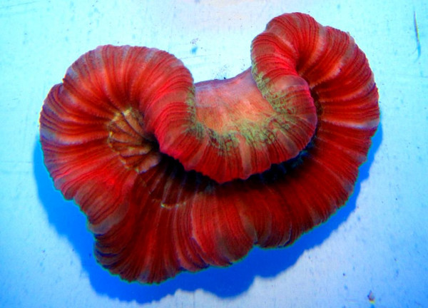 Trachyphyllia geoffroyi - Hirnkoralle, rot (E 01446/18)