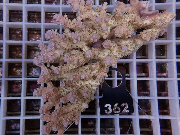 Acropora sp. ultra (362)