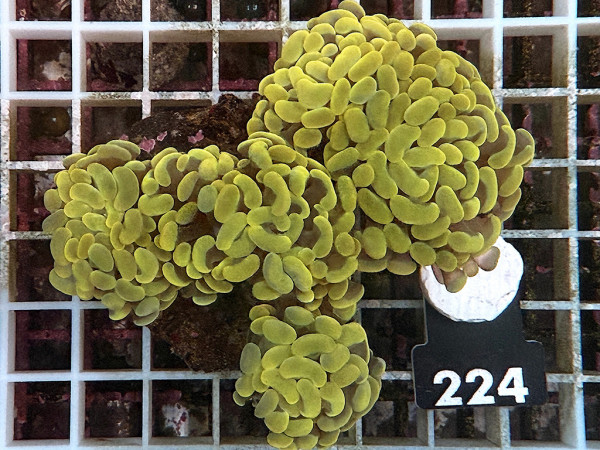 Euphyllia paraancora gold (224)