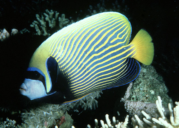 Pomacanthus imperator - Imperatorkaiserfisch adult