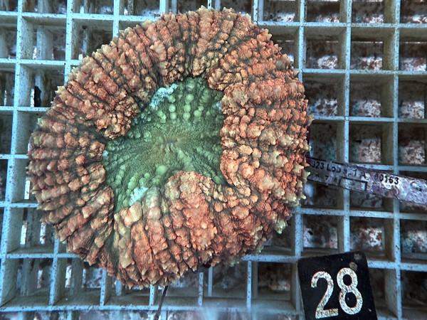 Lobophyllia spec. - Hirnkoralle ultra (28)
