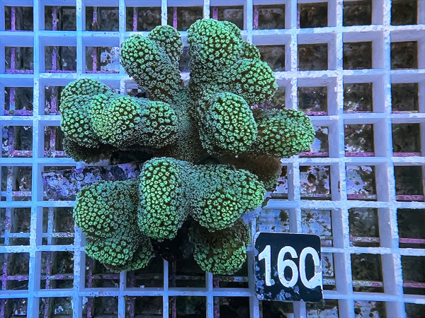 Stylophora pistillata - Buschkoralle grün (160)