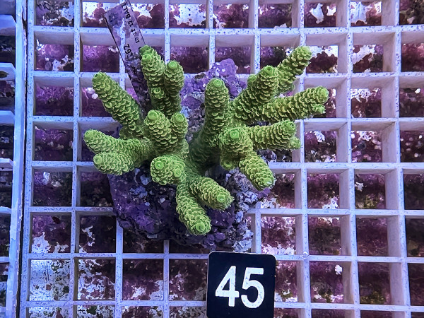 Acropora millepora (45)