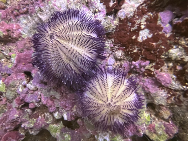 Salmacis sp. - purpurfarbener Seeigel