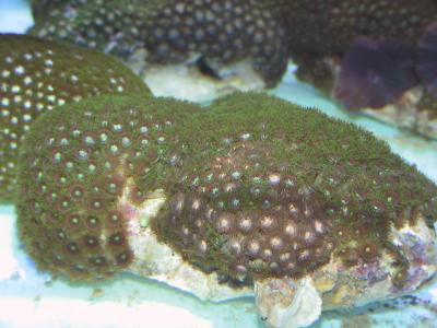 Zoanthus spec. - kleine Krustenanemonen, farbig