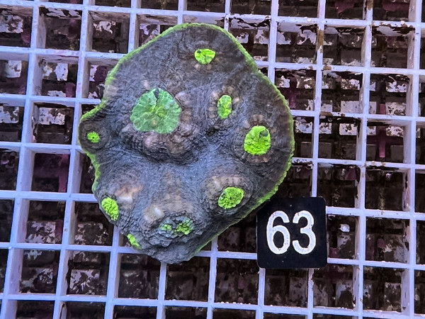 Echinophyllia spec. - Chalice ultra (63)